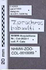 Etiketten zu Dolinolus ingridae (NHMW-ZOO-COL-0010089)